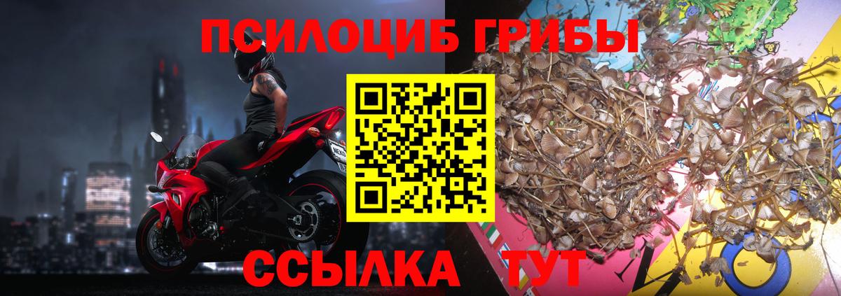 Псилоцибиновые грибы Cubensis Дербент